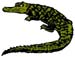 gator graphic