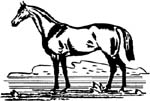 horse decals