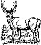 big buck decal