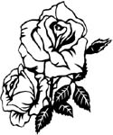 two roses sticker
