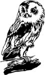 owl vinyl decal