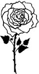 rose 3 decal