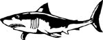 shark decal