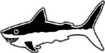 shark decal