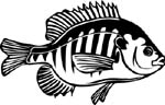 bluegill fish decal graphic