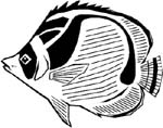 salt water marine fish decal