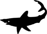shark vinyl decal